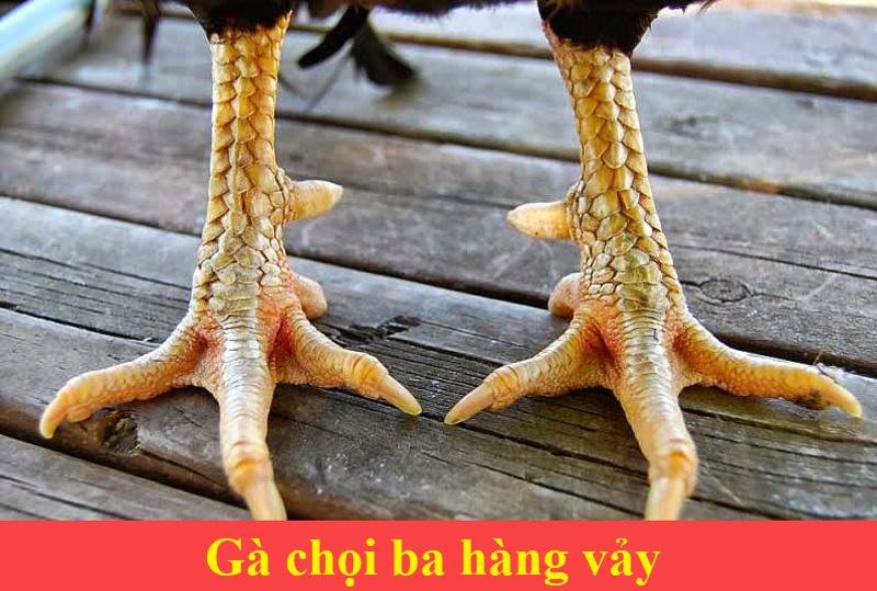 Vảy gà 3 hàng