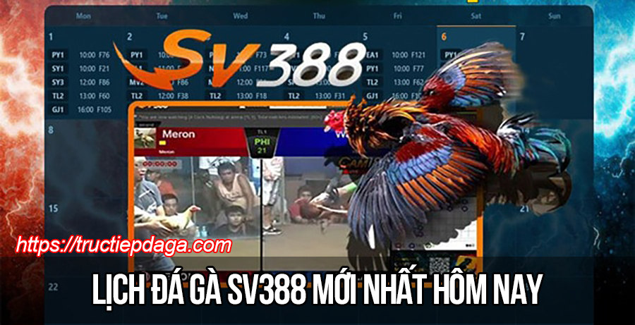 Lịch đá gà Sv388 Thomo mới nhất hôm nay