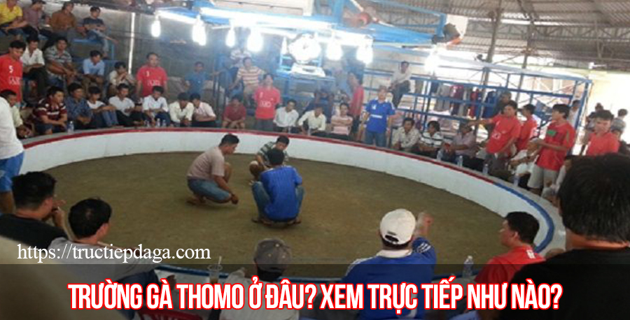 Trường gà Thomo ở đâu? Xem trực tiếp đá gà như thế nào?