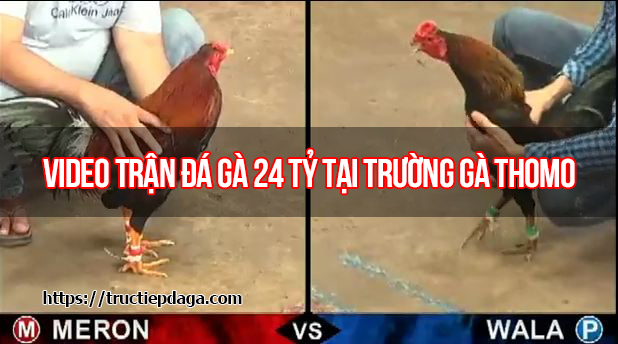 Video trận đá gà 24 tỷ tại trường gà Thomo