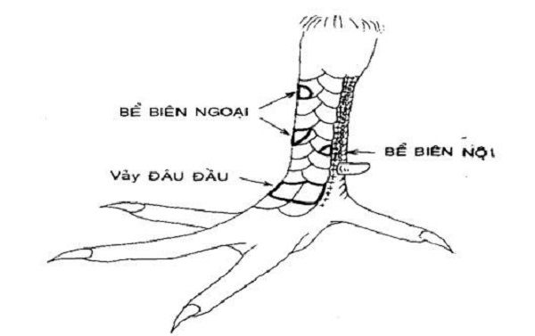 Vảy bể biên nội, bể biên ngoại